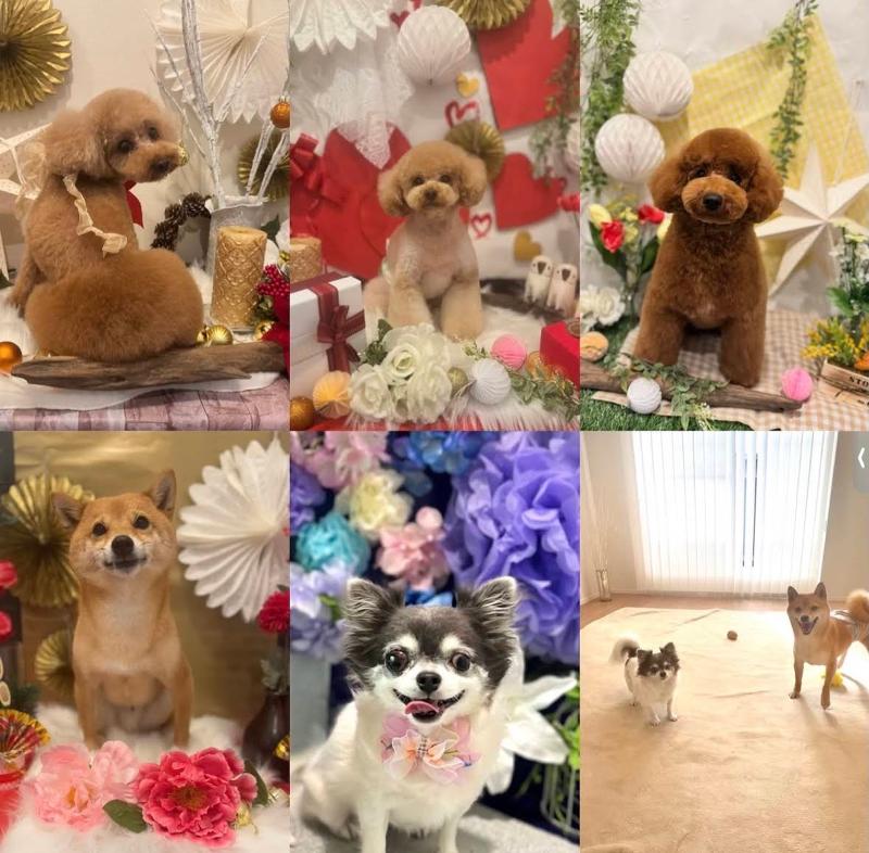 dogsalon ECLATのアルバイト・バイト求人情報-02