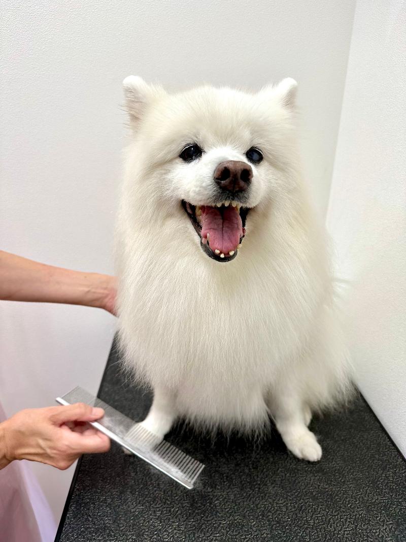 谷中千駄木ペットクリニックの派遣求人情報