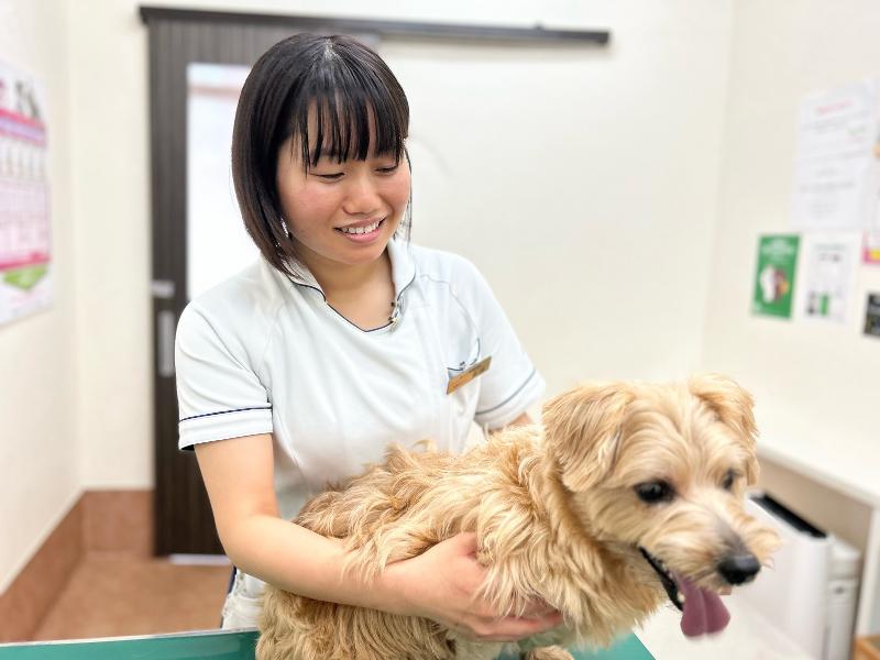 愛玩動物看護師
