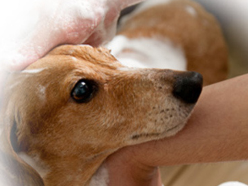 株式会社ペッツフレンズコーポレーション ペットエキスポ豊橋汐田橋店の求人・転職情報-03