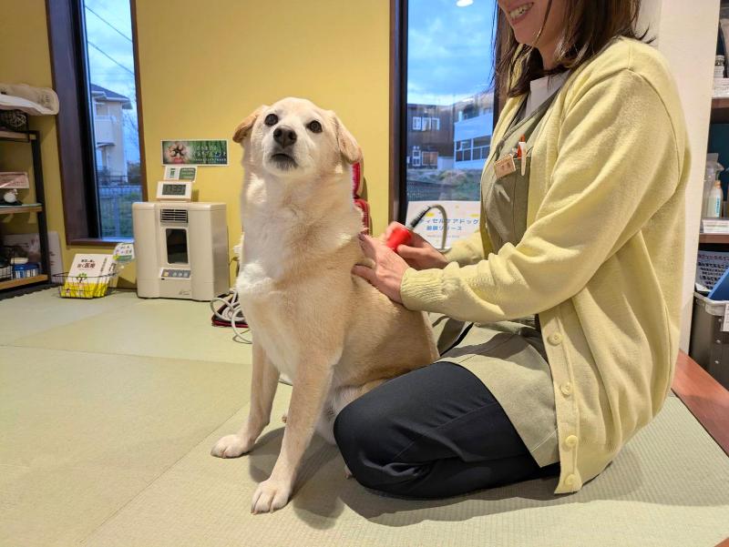 ちゃこーるぐれい ~ペットのためのセルフケア~のアルバイト・バイト求人情報-04