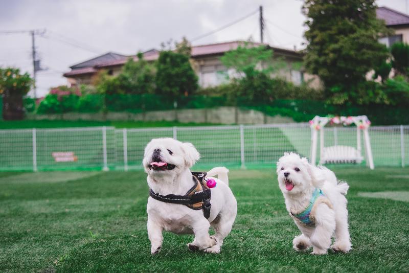 株式会社いぬらくの求人・転職情報