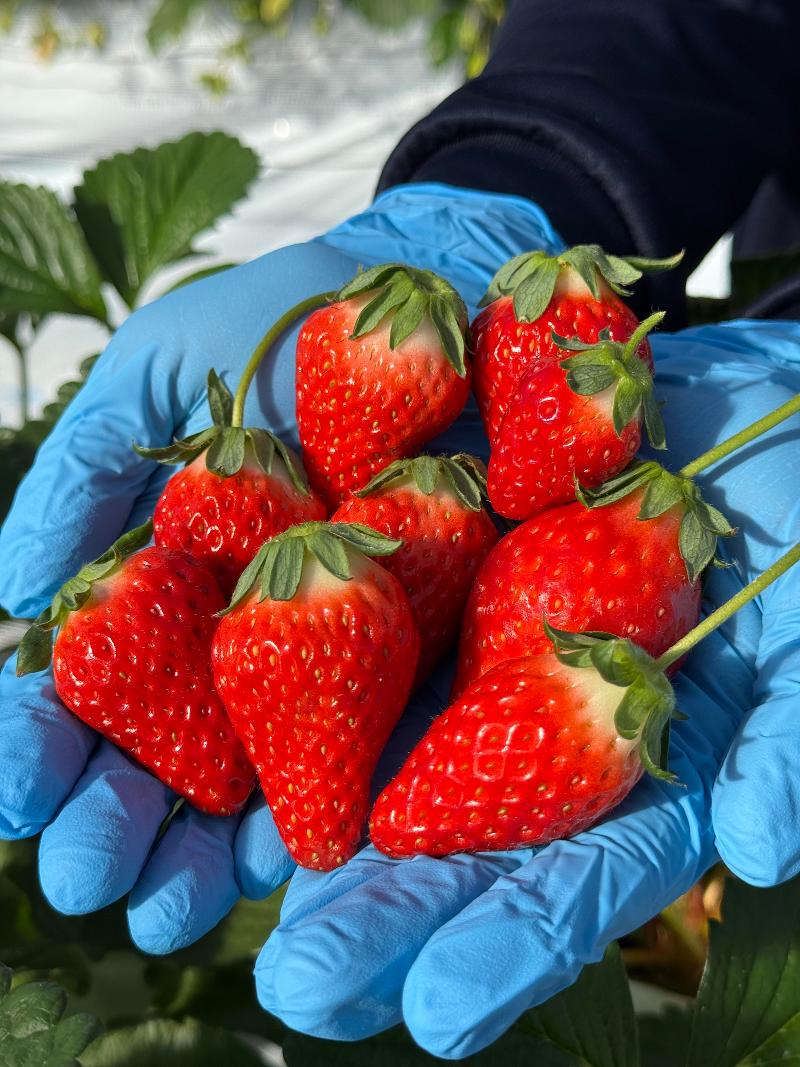 BerryBeanFARM(ベリービーンファーム)のアルバイト・バイト求人情報-04