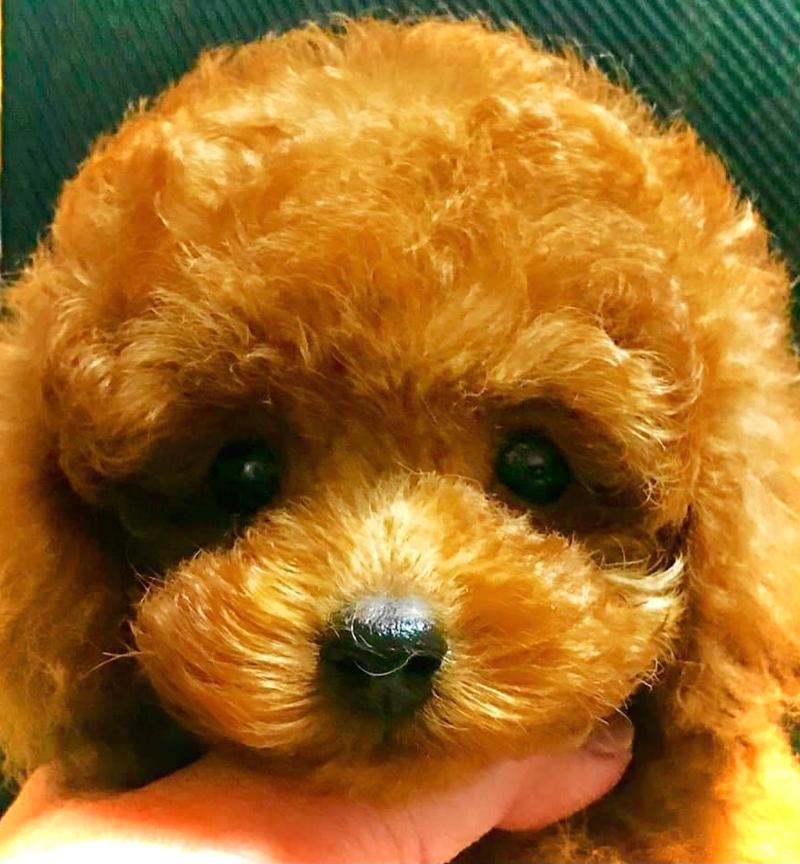 ペットランドPuppyのアルバイト・バイト求人情報-02