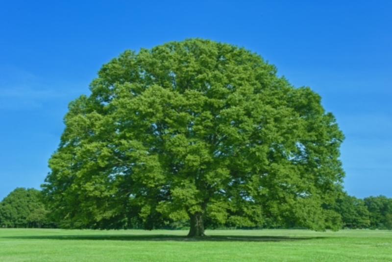 株式会社ブレインマネージメントの求人情報