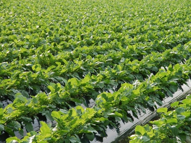 株式会社そうしんアグリのアルバイト・バイト求人情報-03