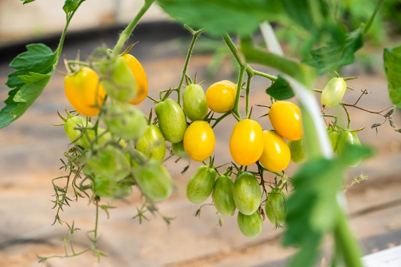 特定非営利活動法人 つくばアグリチャレンジの求人情報