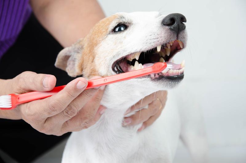 犬の保育園・介護デイサービス　ペッパーハウスのアルバイト・バイト求人情報-03
