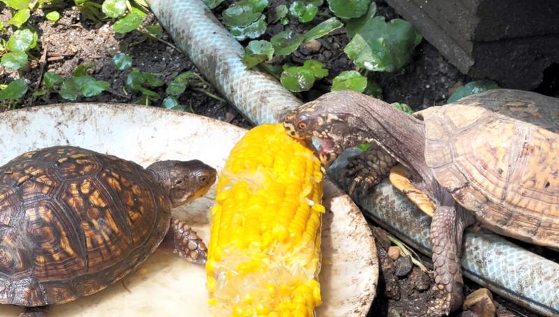 ぱーぐる株式会社の派遣求人情報