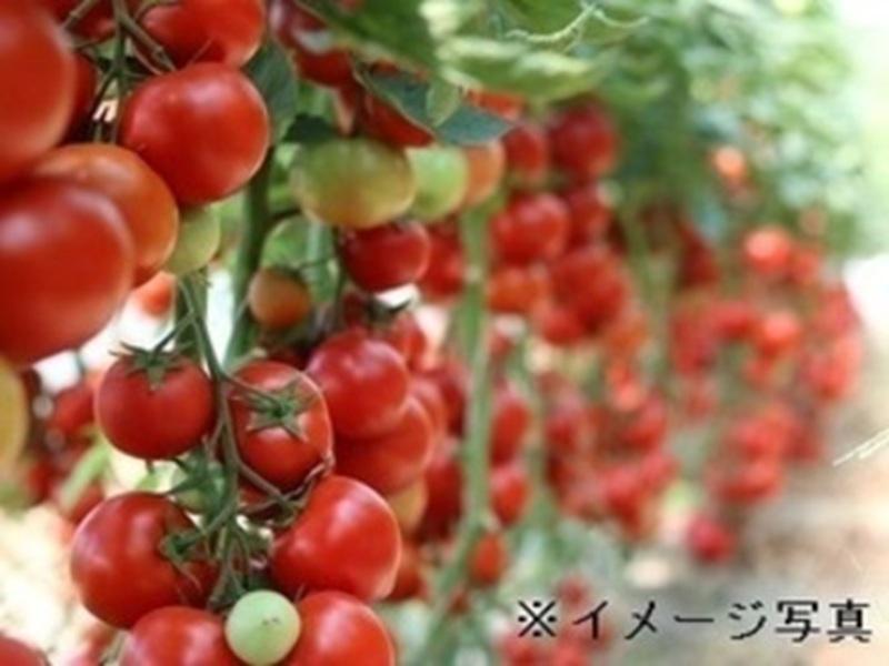 農業生産法人 株式会社サラダボウルのアルバイト・バイト求人情報-02