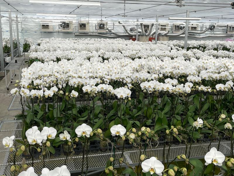 有限会社花匠の求人情報