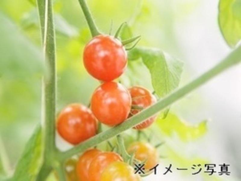 農業生産法人 株式会社サラダボウルのアルバイト・バイト求人情報-03