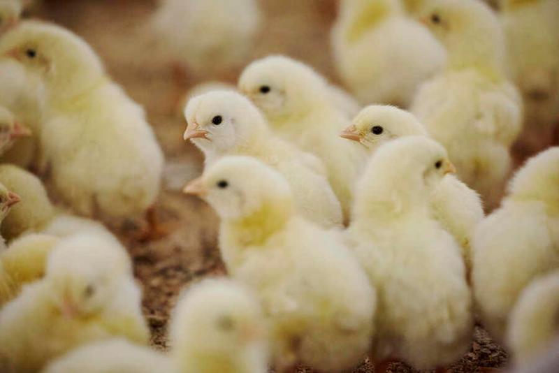 住田フーズ株式会社の求人・転職情報