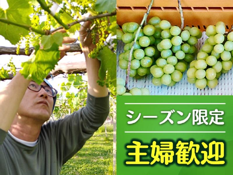 信の果実のアルバイト・バイト求人情報-02