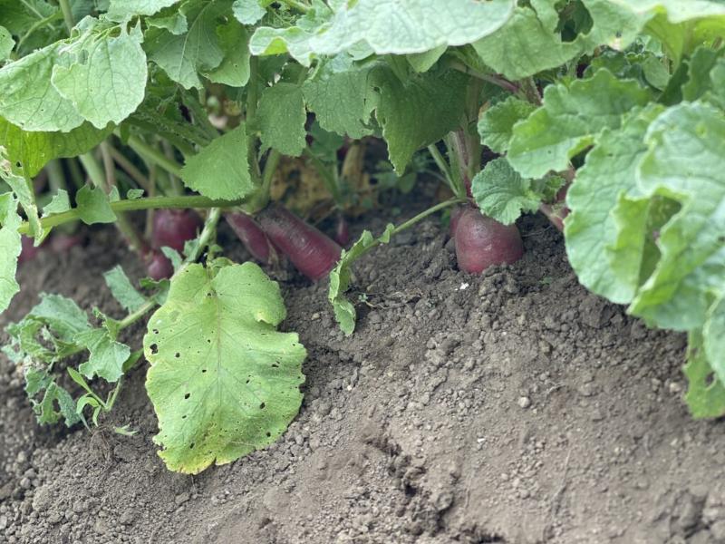 社会福祉法人 相模福祉村 たんぽぽの家のアルバイト・バイト求人情報-03