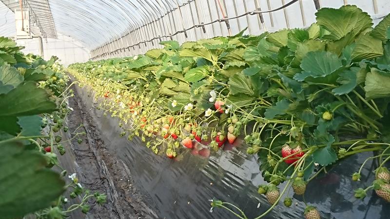添野いちご農園のアルバイト・バイト求人情報-02