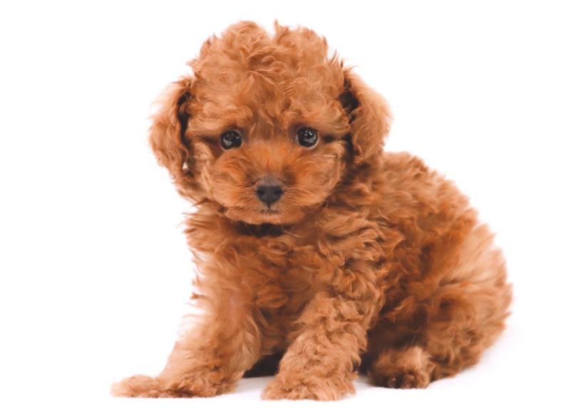 株式会社コーワペッツコーポレーション PETDESIGNイオン三光店の求人・転職情報-05