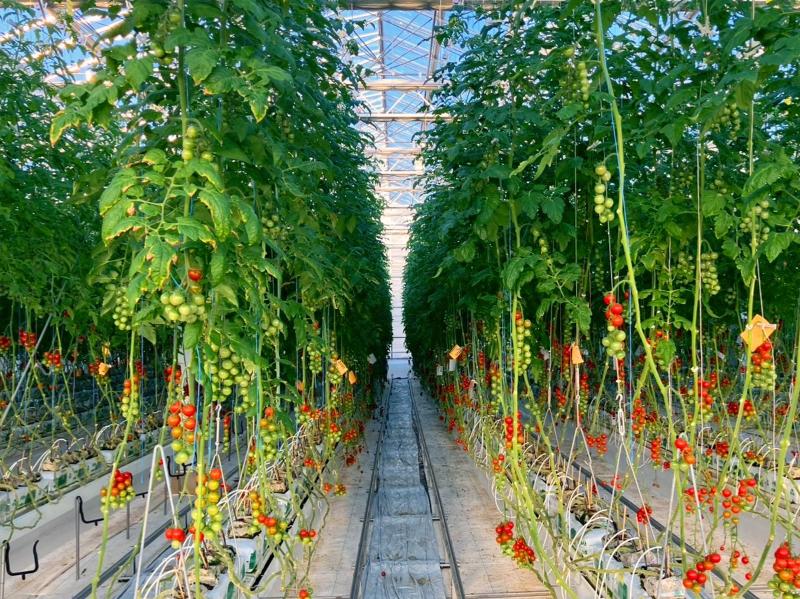 ライク・ズワーン・ブリーディング・ジャパン株式会社の派遣求人情報