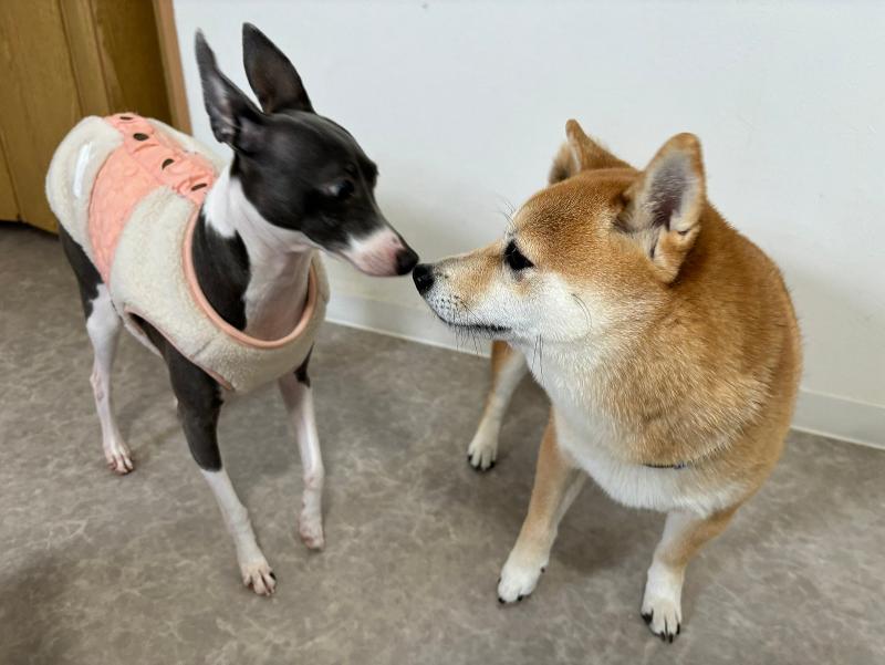 犬の総合施設BLISS total dog salonのアルバイト・バイト求人情報-05