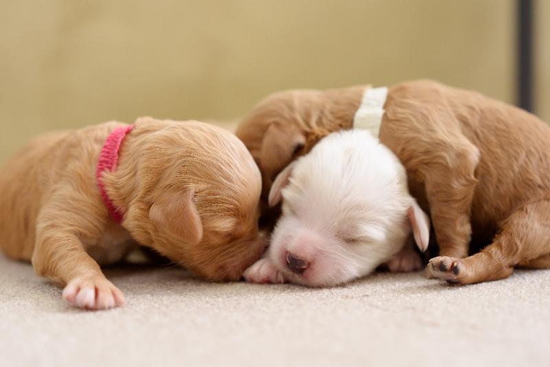 株式会社　レイクウッズガーデンのアルバイト・バイト求人情報-02