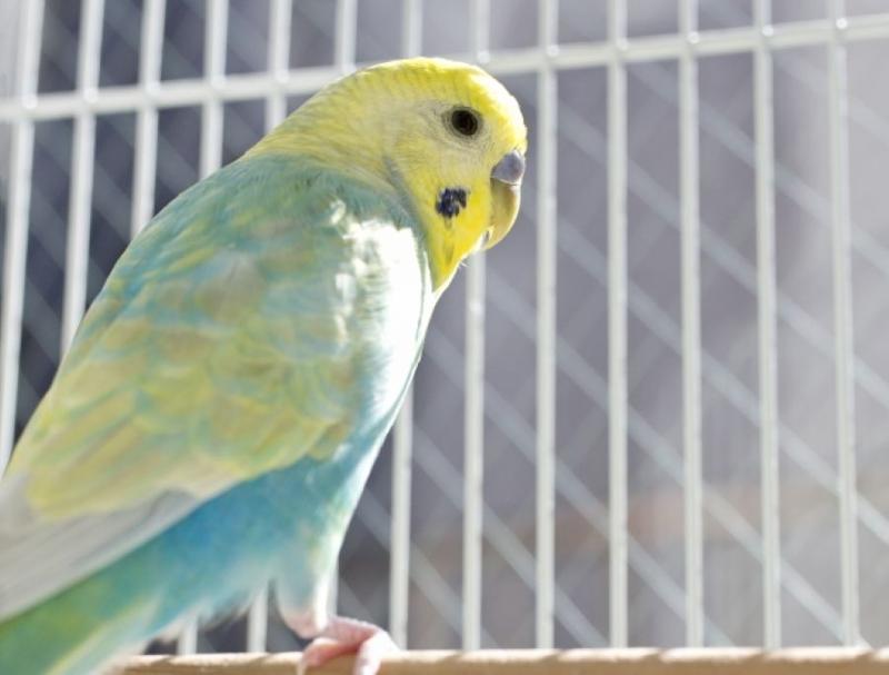 ライブペットの求人情報