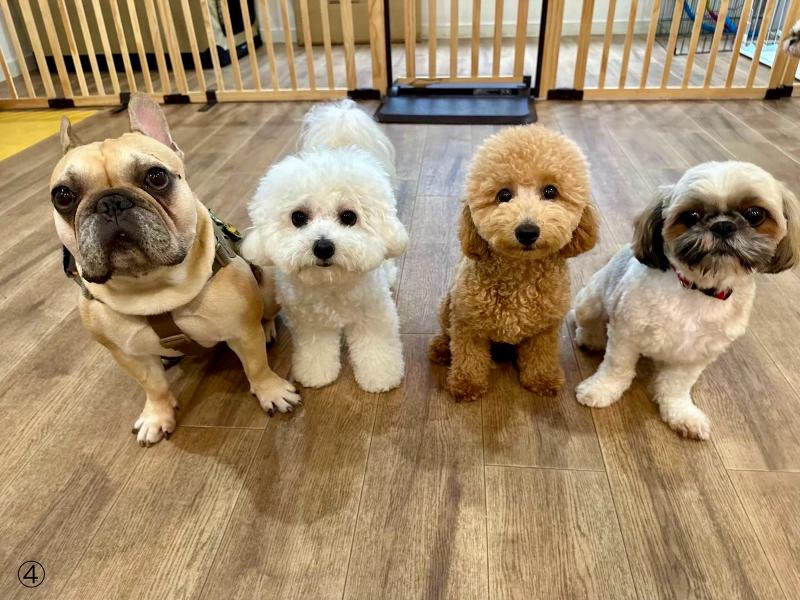 犬の幼稚園と介護サービス Wan Wan Wanのアルバイト・バイト求人情報-03