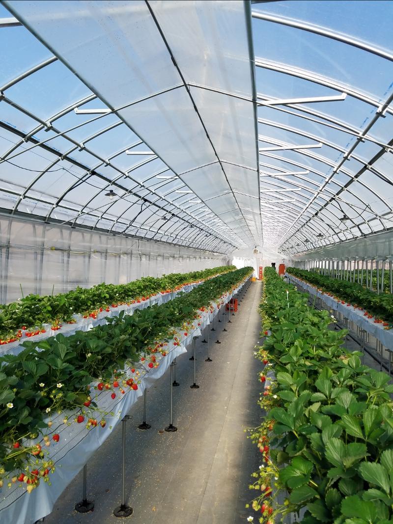 たにい農園の派遣求人情報