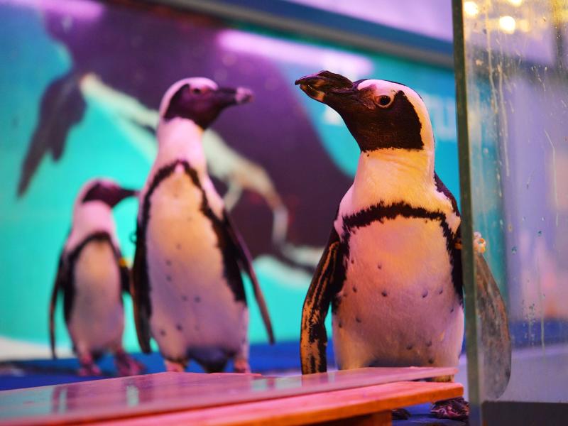 株式会社ペンギンコミュニケーションの求人・転職情報