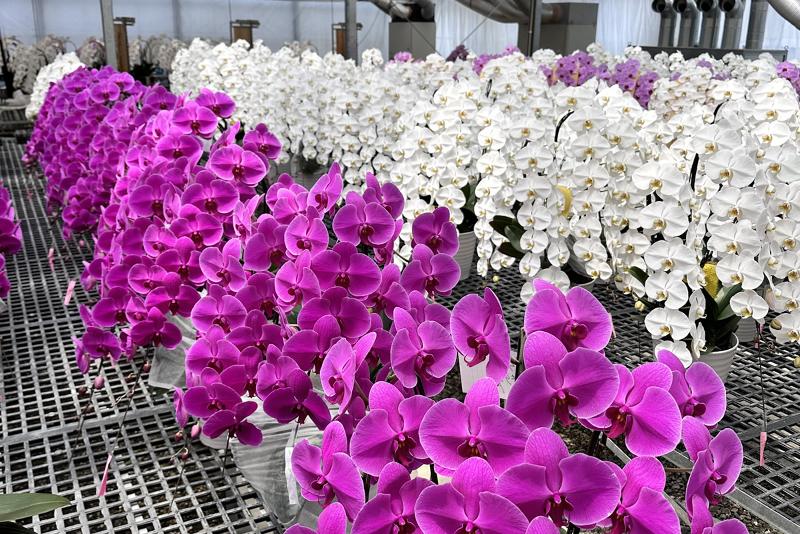 有限会社国分寺洋蘭園のアルバイト・バイト求人情報-04