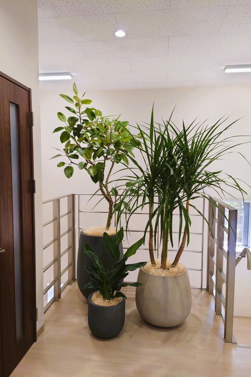 株式会社第一園芸の派遣求人情報