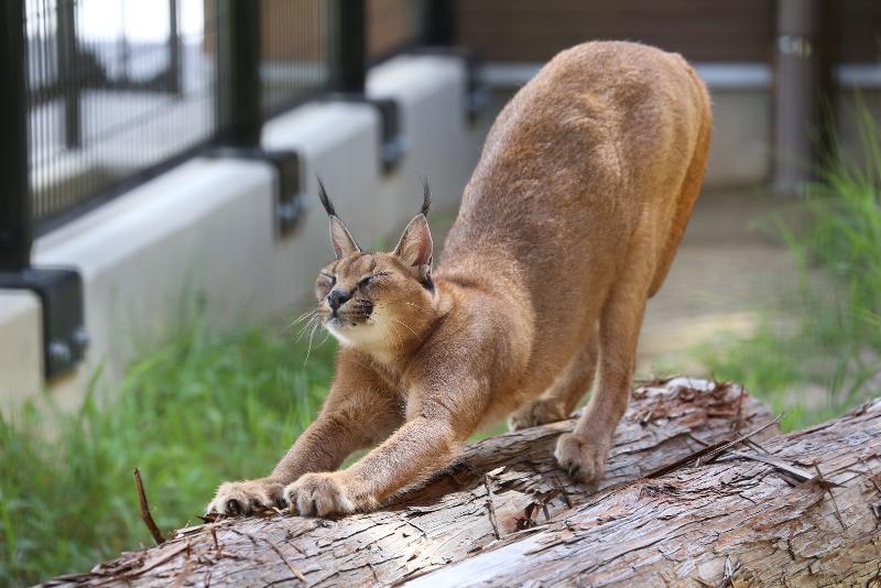 株式会社ウェバレッジの求人・転職情報