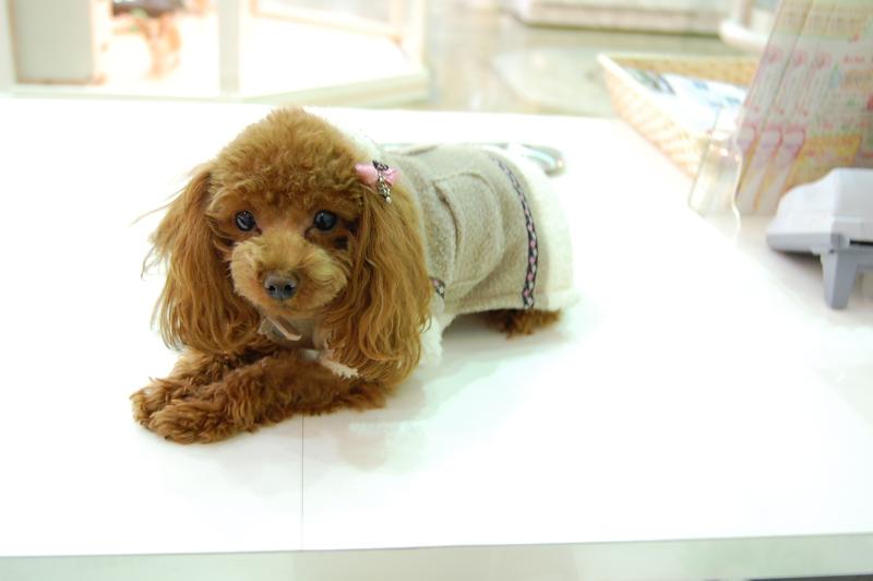 竹内ペット株式会社の求人・転職情報