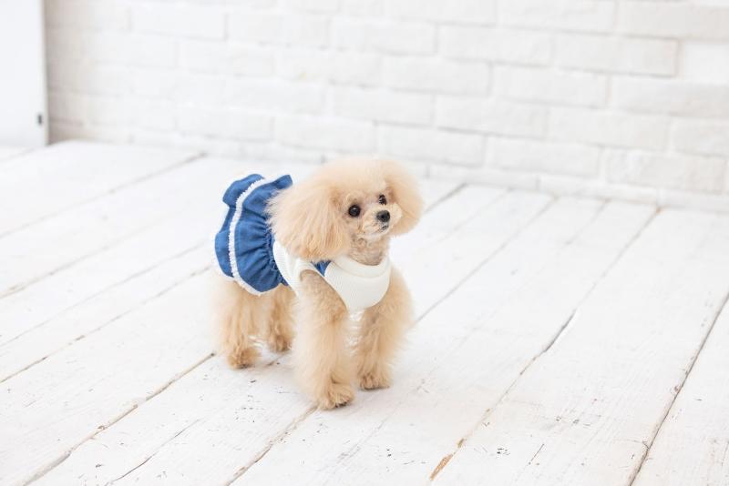 有限会社犬と生活の求人・転職情報