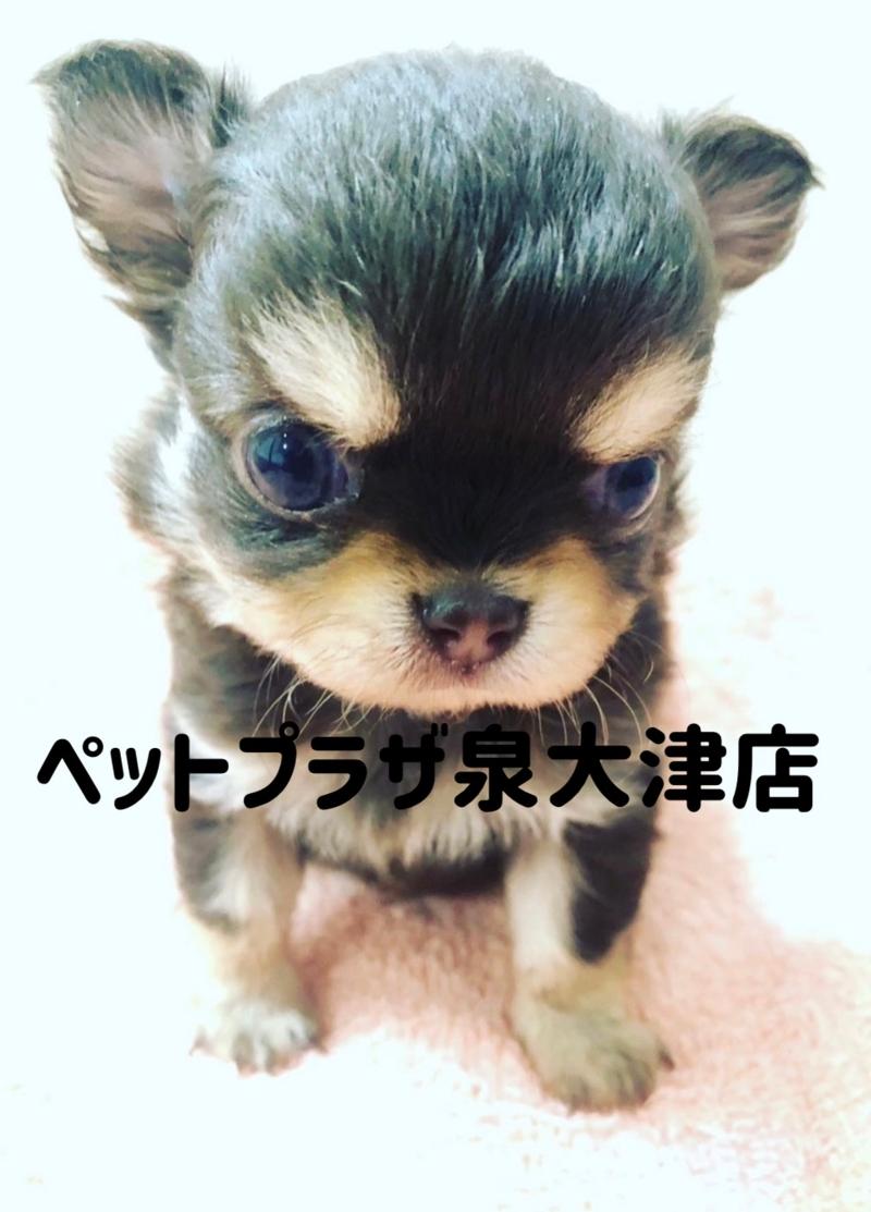 ペットプラザ泉大津店のアルバイト・バイト求人情報-02