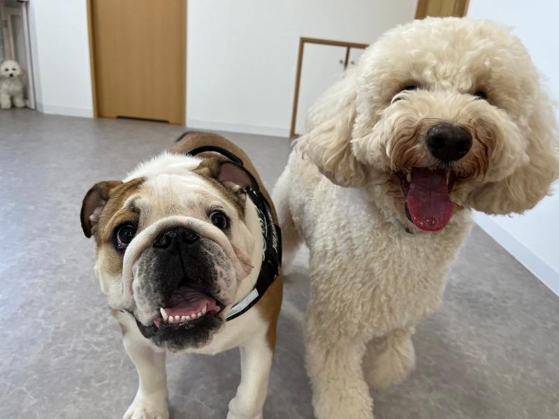 犬の総合施設BLISS total dog salonのアルバイト・バイト求人情報-03