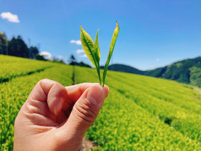 丸福製茶株式会社のアルバイト・バイト求人情報-05