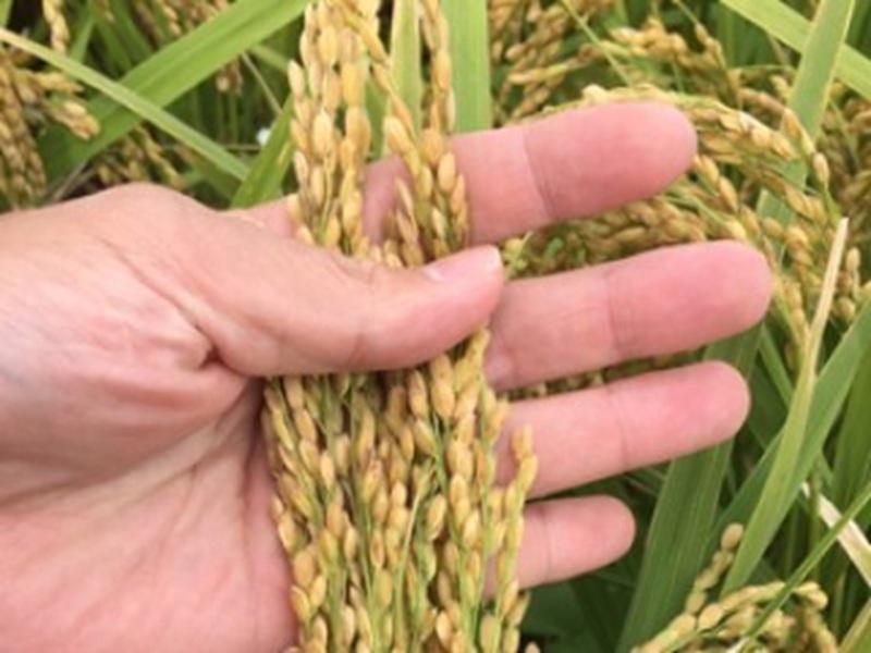 住商アグリビジネス株式会社のアルバイト・バイト求人情報-02