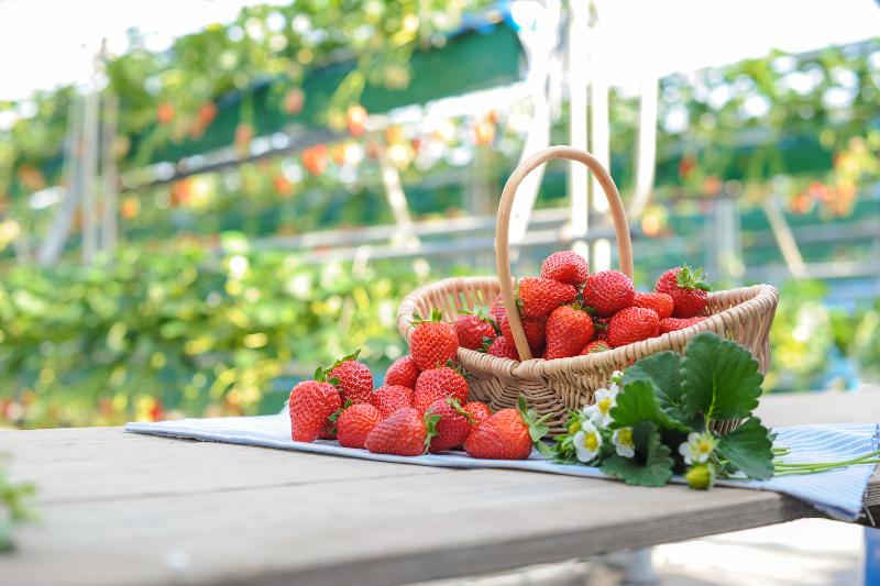 有限会社　農園紀の国の派遣求人情報