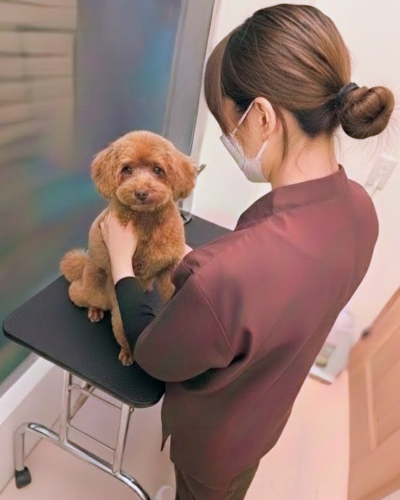 一二三動物病院のアルバイト・バイト求人情報-02