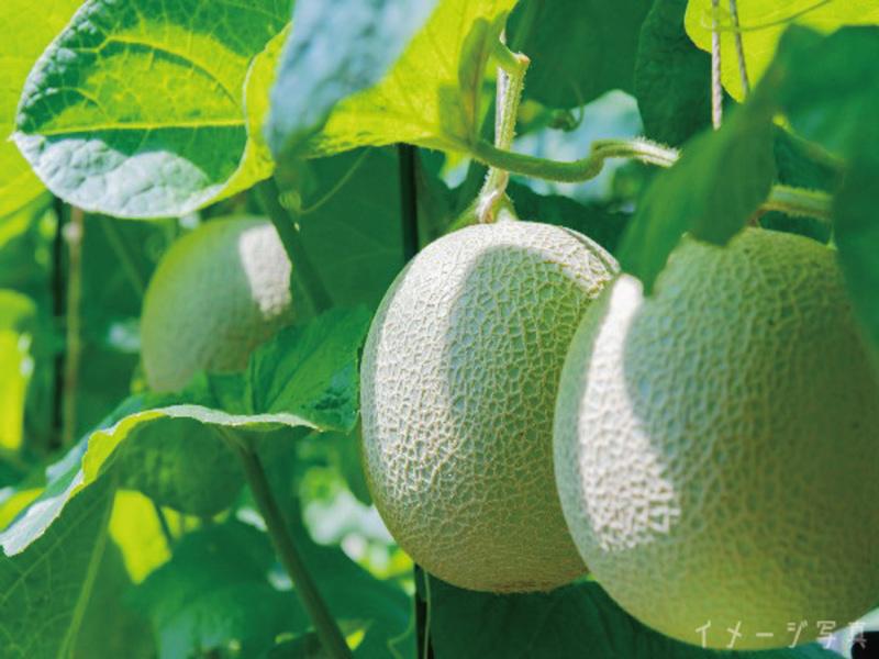 株式会社アライドコーポレーションの求人・転職情報