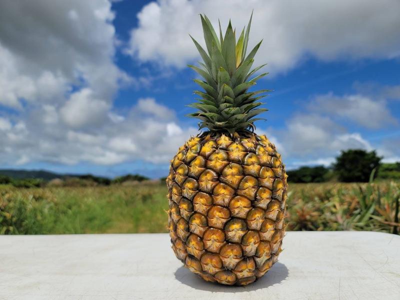 株式会社Painuの求人・転職情報