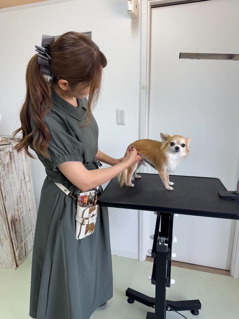 HawaiianFoods&PetHotel&Trimming SILLYの派遣求人情報