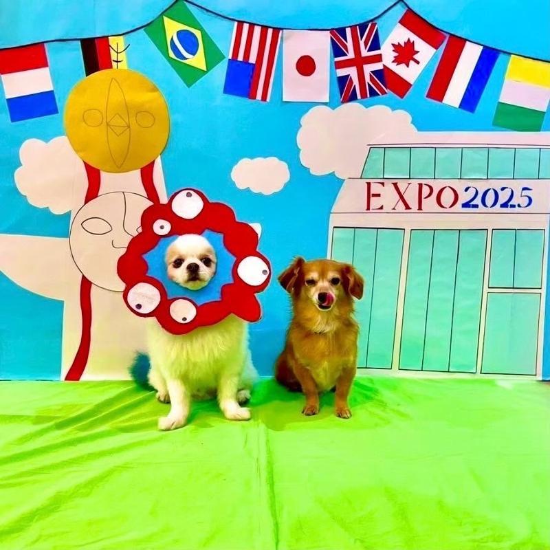 犬の幼稚園と介護サービス Wan Wan Wanのアルバイト・バイト求人情報-05