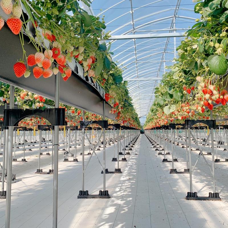 酒井農園の派遣求人情報