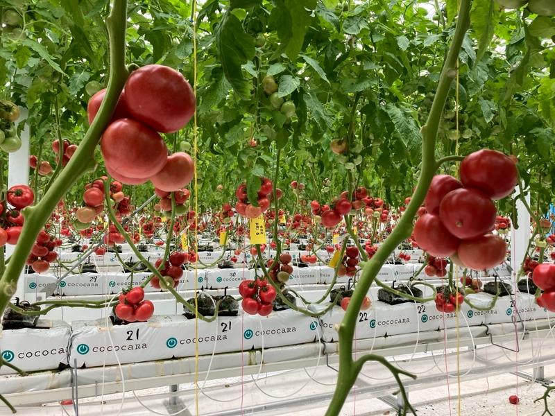 ライク・ズワーン・ブリーディング・ジャパン株式会社の派遣求人情報