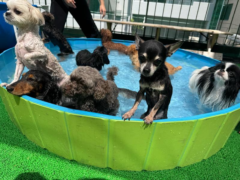 犬の幼稚園と介護サービス Wan Wan Wanの求人・転職情報