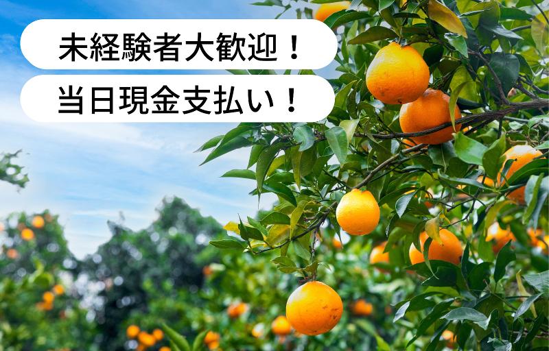 堀江農園の派遣求人情報