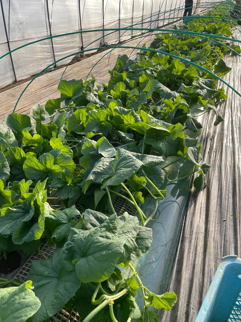 小池農園の求人・転職情報-02