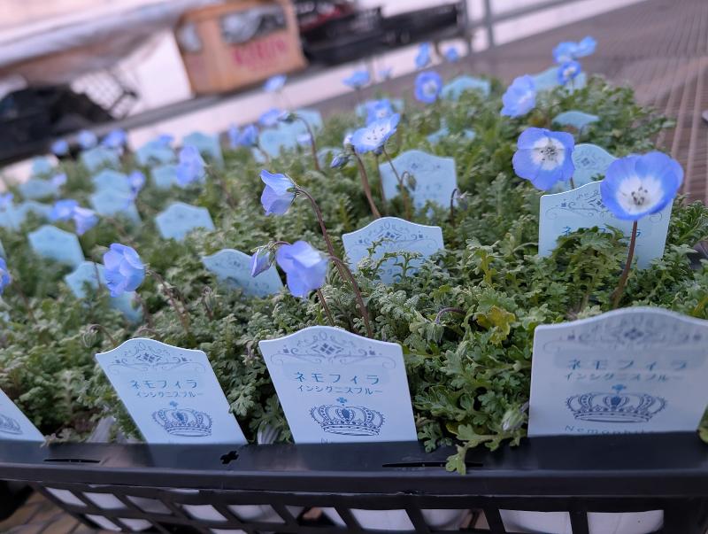 有限会社 押手園芸の求人・転職情報