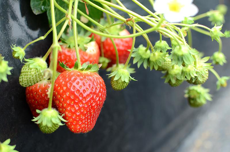 有限会社伊澤いちご園のアルバイト・バイト求人情報-02